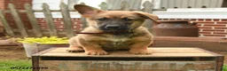 Mixed Breed dogs for sale: Tumbling Teddy - Ad 4