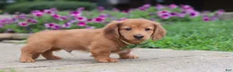 Miniature Dachshund dogs for sale: Ethan - Ad 7