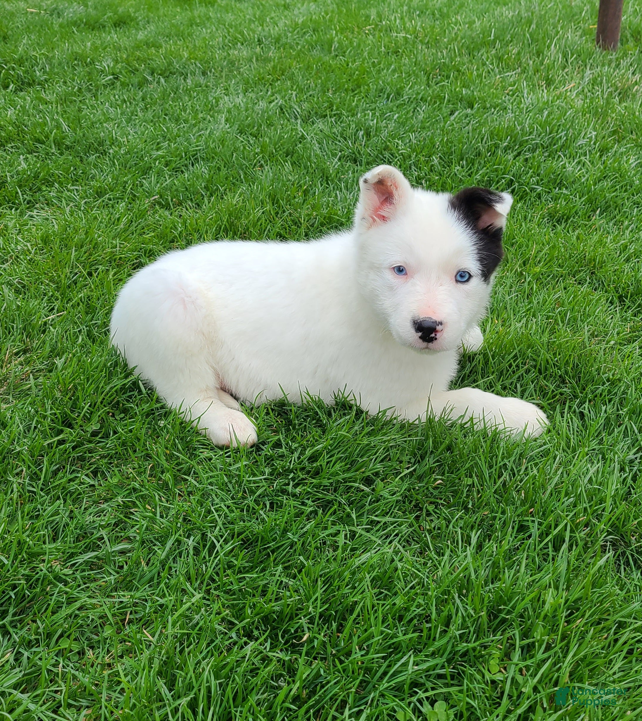 Border Collie dogs Polly  - Ad 2