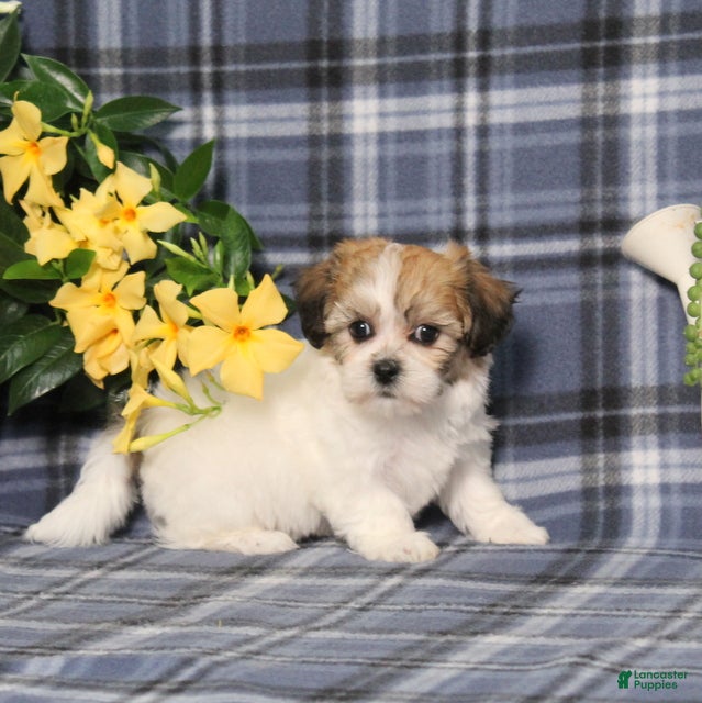Teddy Bear dogs Odessa - Ad 1
