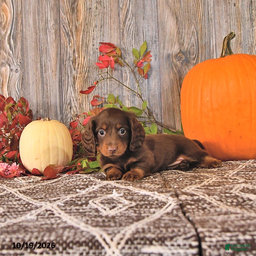Dachshund dogs Twila - Ad 2