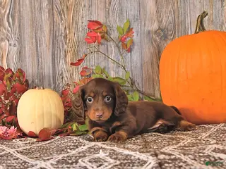 Dachshund dogs Twila - Ad 2