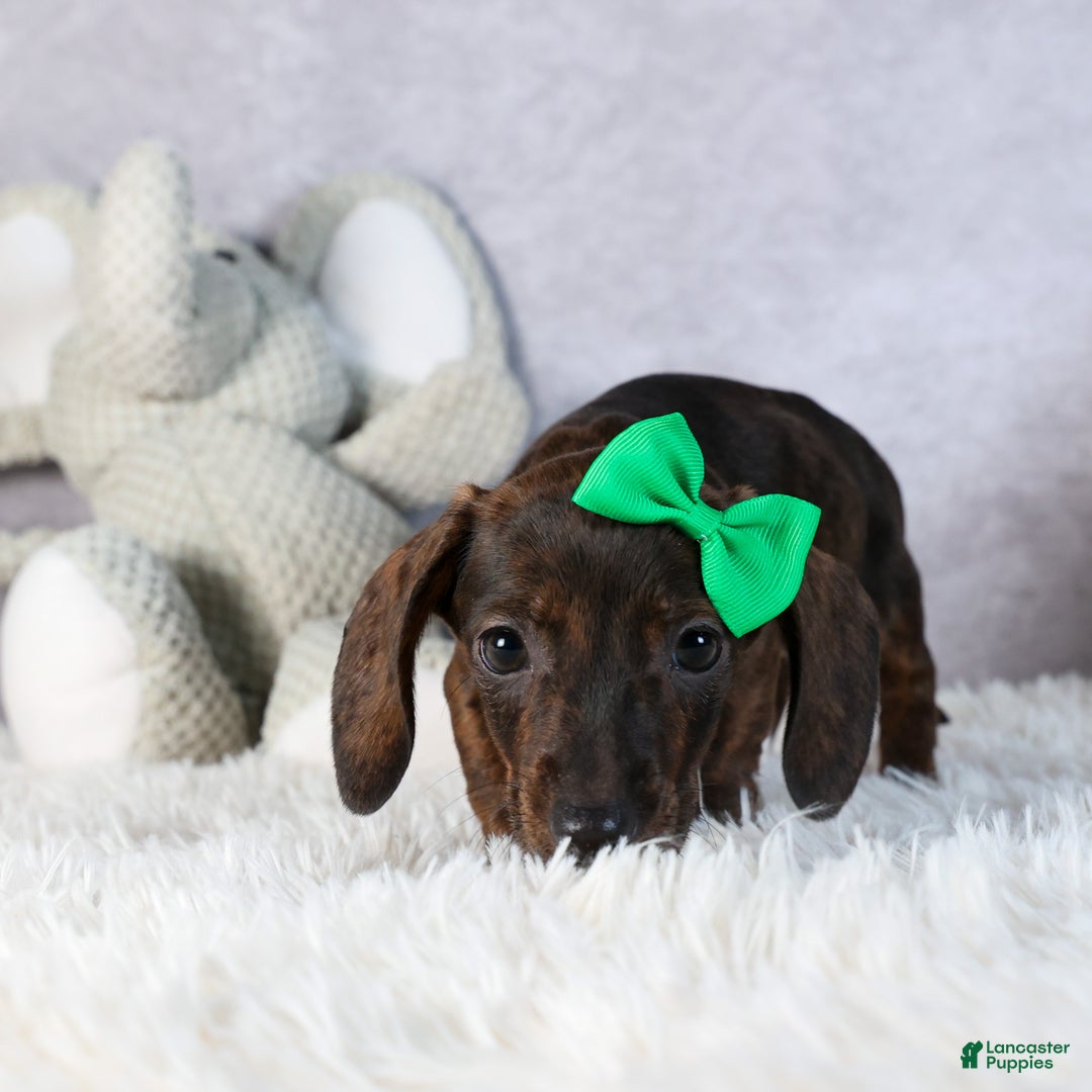 Miniature Dachshund dogs for sale: Fletcher - Ad 3