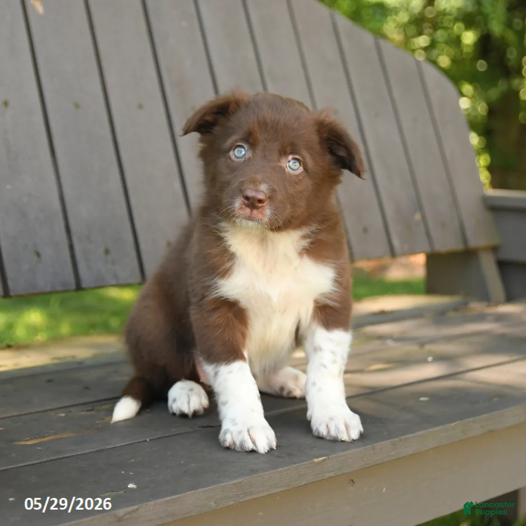 Border Collie dogs for sale: Montana - Ad 1