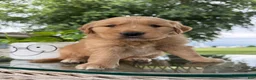 Golden Retriever dogs for sale: Motley - Ad 4