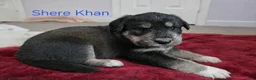 Huskipoo dogs for sale: Shere Khan - Ad 1