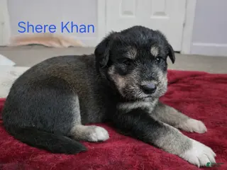 Huskipoo dogs for sale: Shere Khan - Ad 4