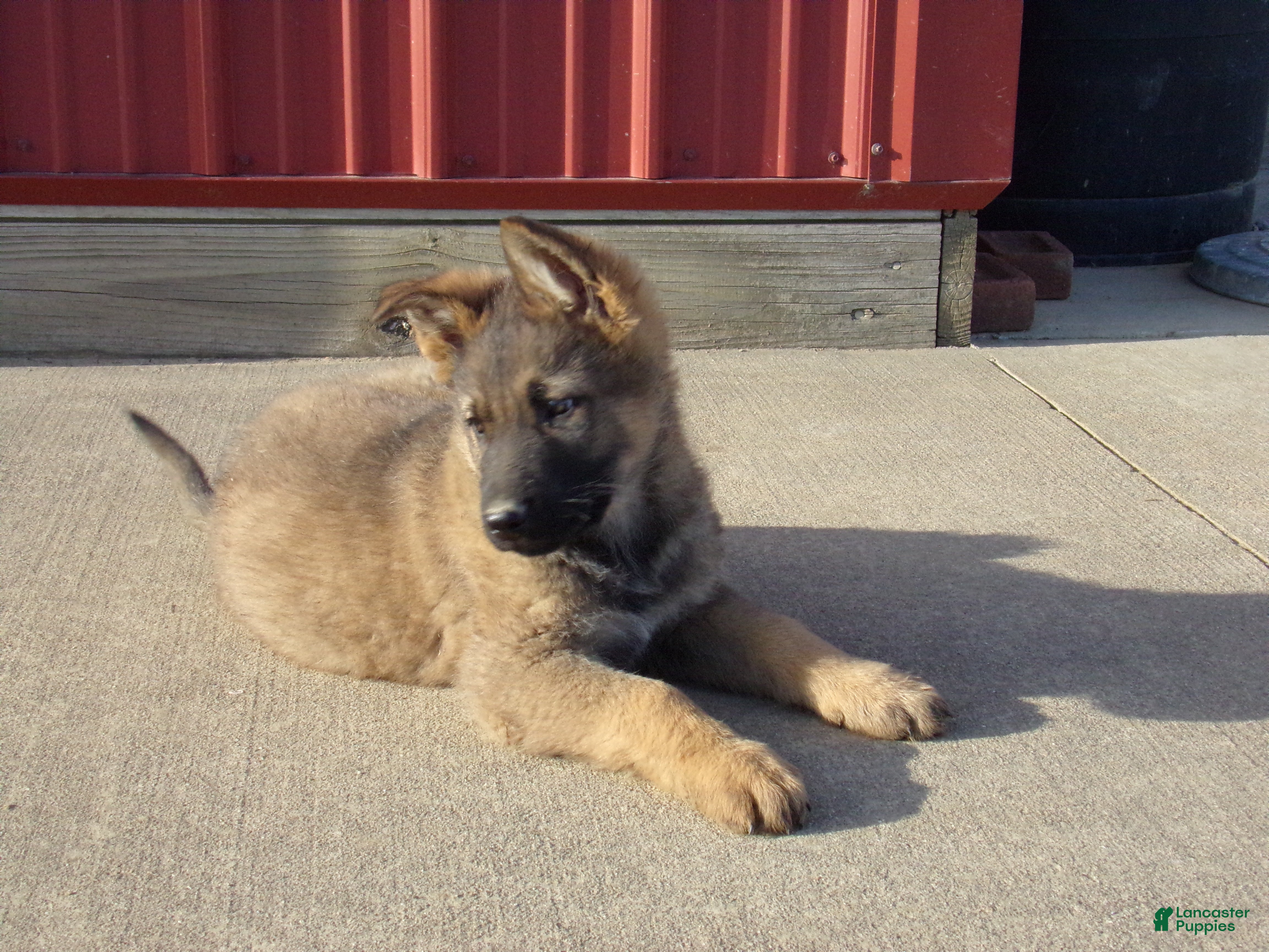 German Shepherd dogs Casper - Ad 2