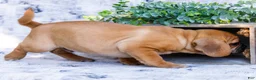 Puggle dogs for sale: Ranger - Ad 4
