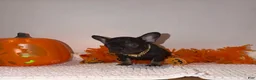 French Bulldog dogs for sale: Cocoa female  - Ad 6