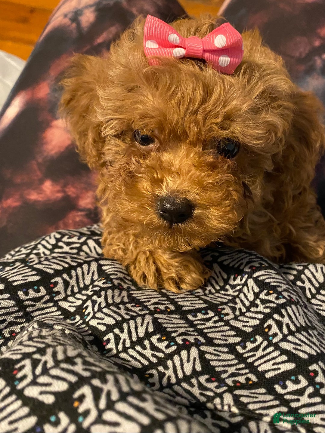 Toy Poodle dogs for sale: Willow - Ad 4