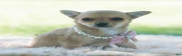 Chihuahua dogs for sale: Pumpkin - Ad 9