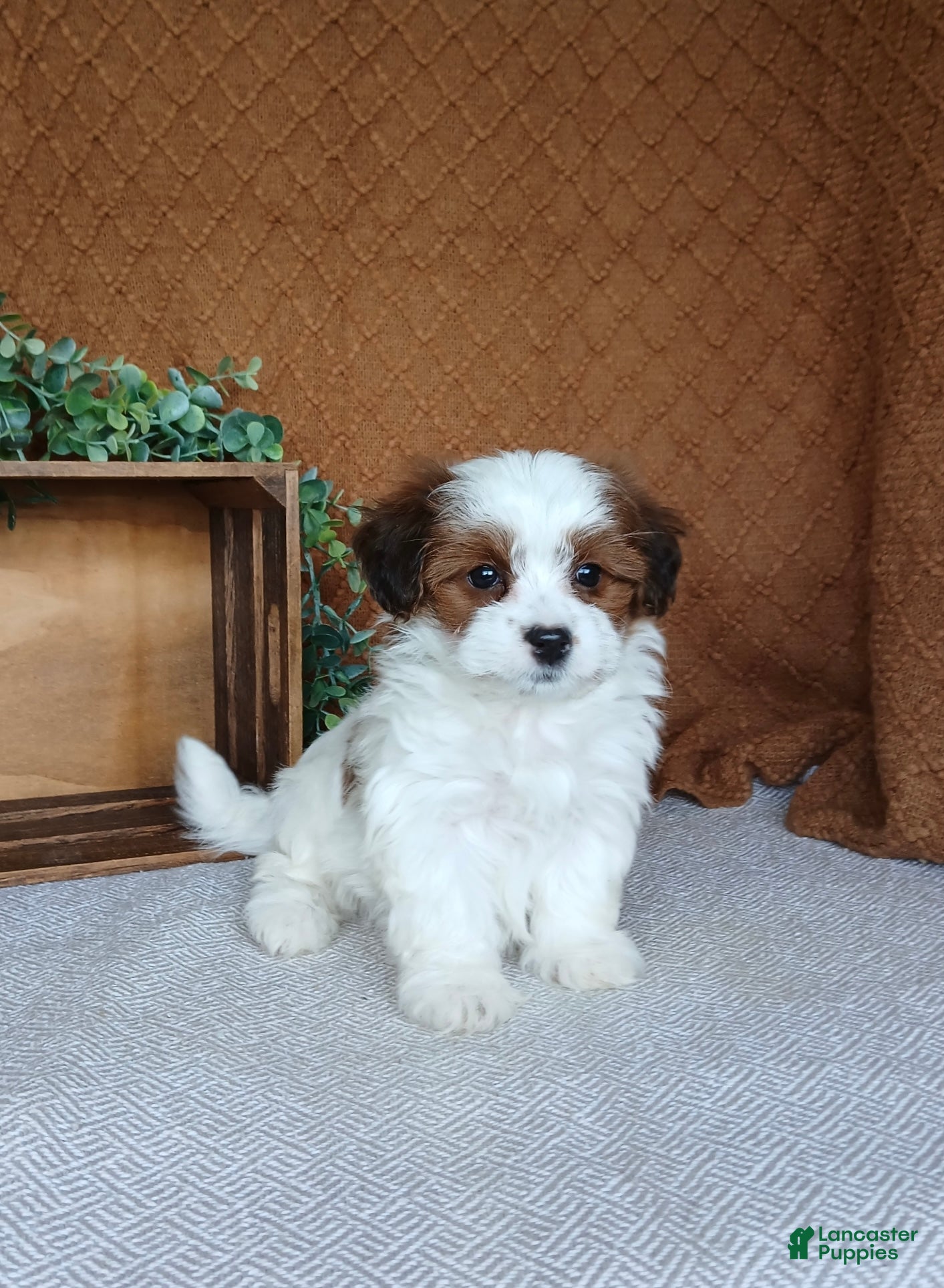 Havanese dogs Amyah  - Ad 2