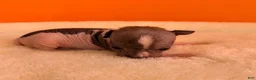 Chihuahua dogs for sale: Chihuahua 2 - Ad 11