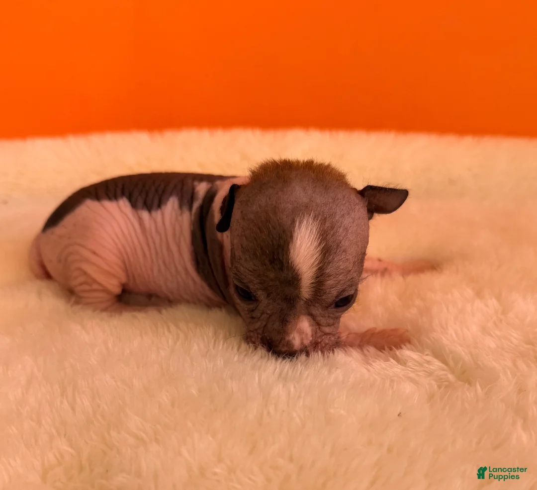 Chihuahua dogs for sale: Chihuahua 2 - Ad 11