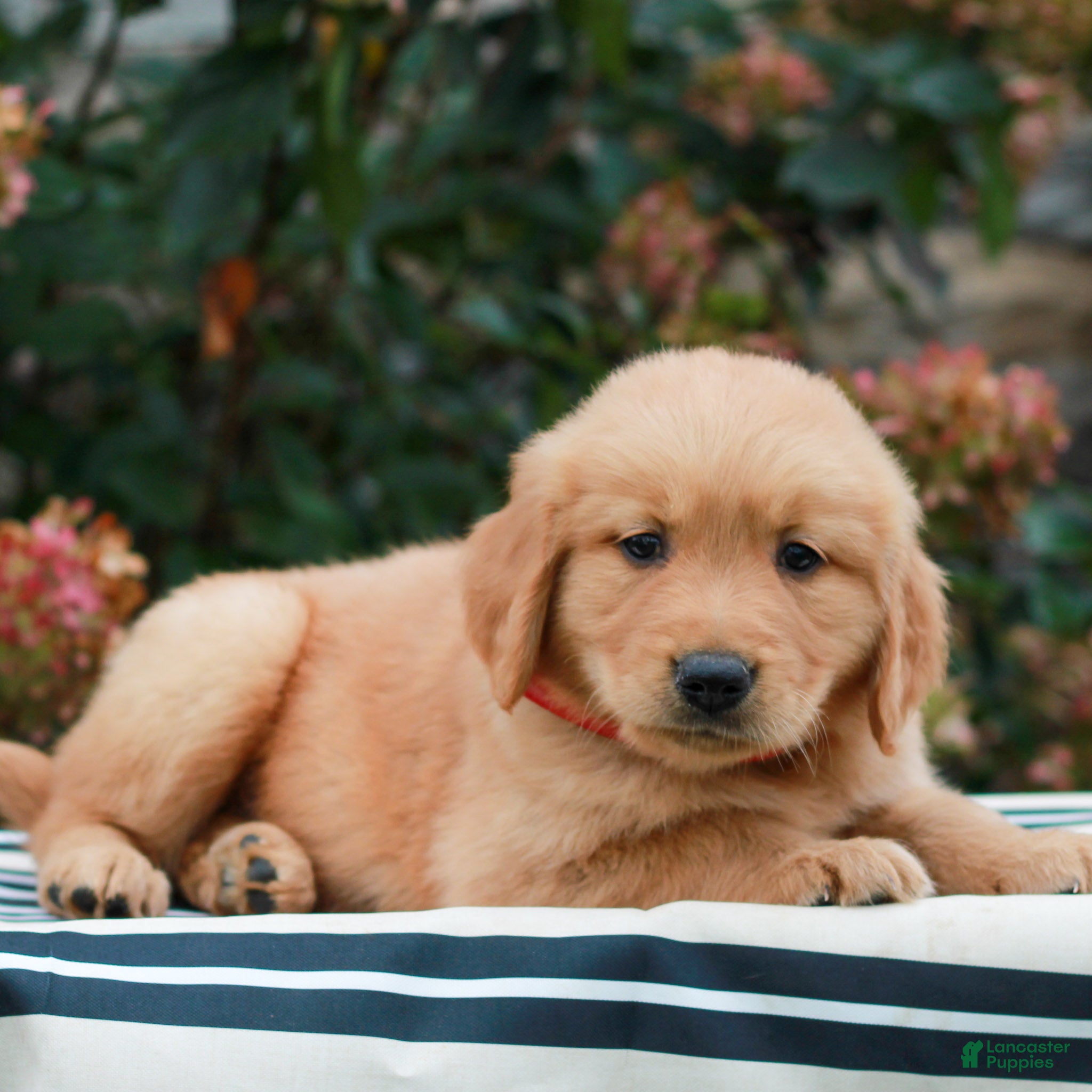 Golden Retriever dogs for sale: Miles  - Ad 2