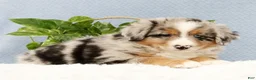Australian Shepherd dogs for sale: Leo - Ad 7