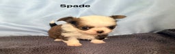 Chihuahua dogs for sale: Chihuahua Puppy 1 - Ad 4