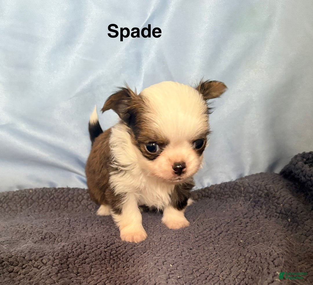 Chihuahua dogs for sale: Chihuahua Puppy 1 - Ad 4