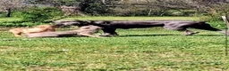 Cane Corso dogs for sale: ASH - Ad 9