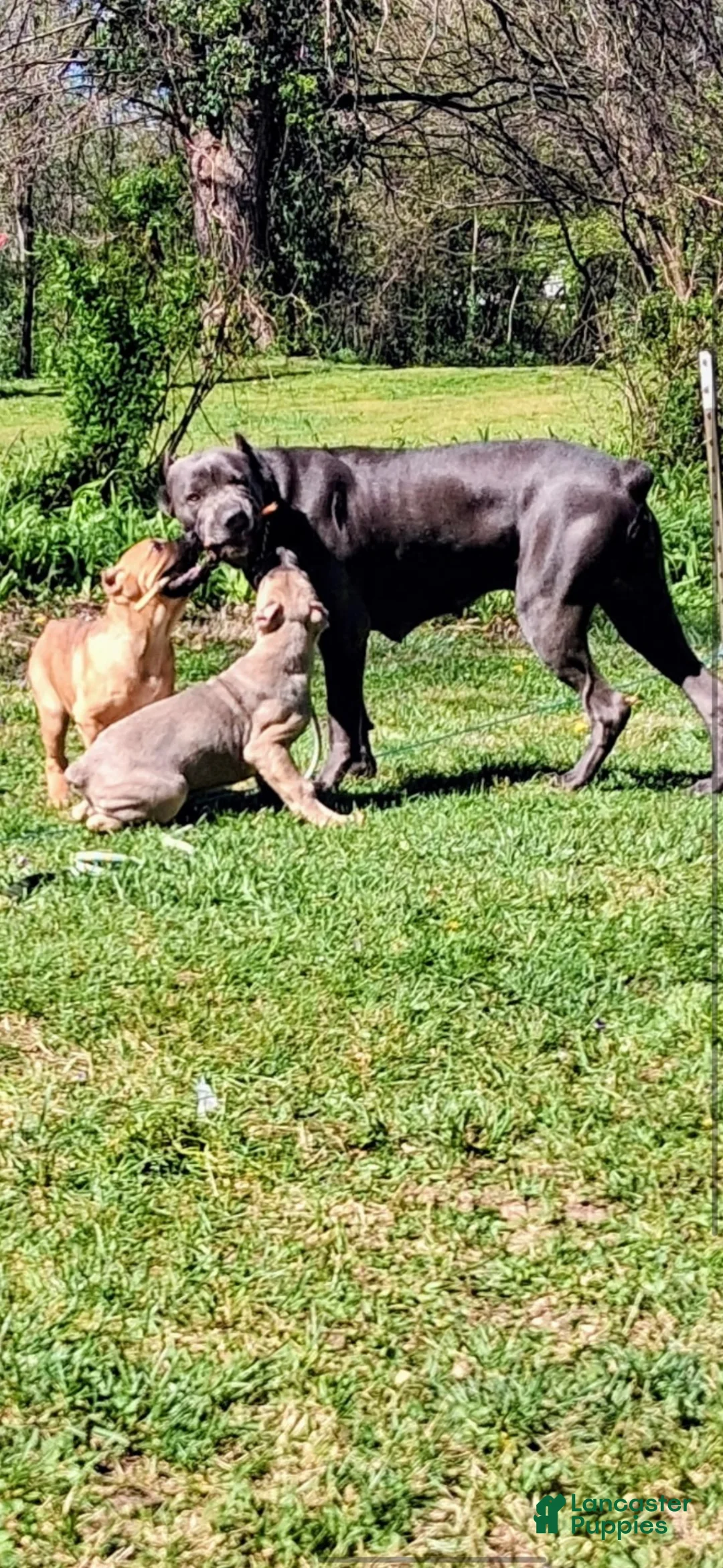 Cane Corso dogs for sale: ASH - Ad 9