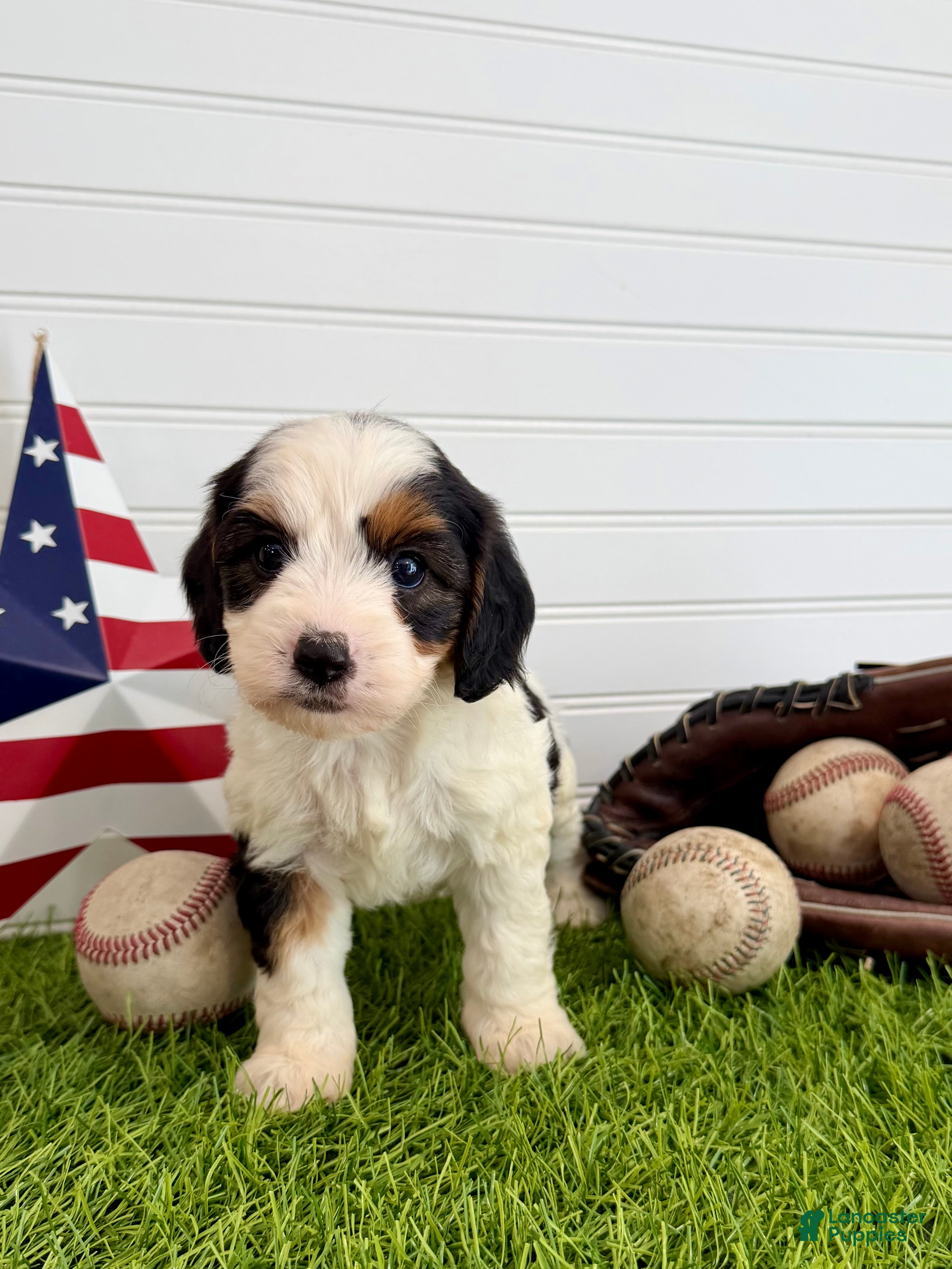 Cavapoo dogs Yankee - Ad 2