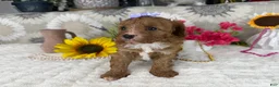 Cavapoo dogs for sale: Kayla - Ad 8