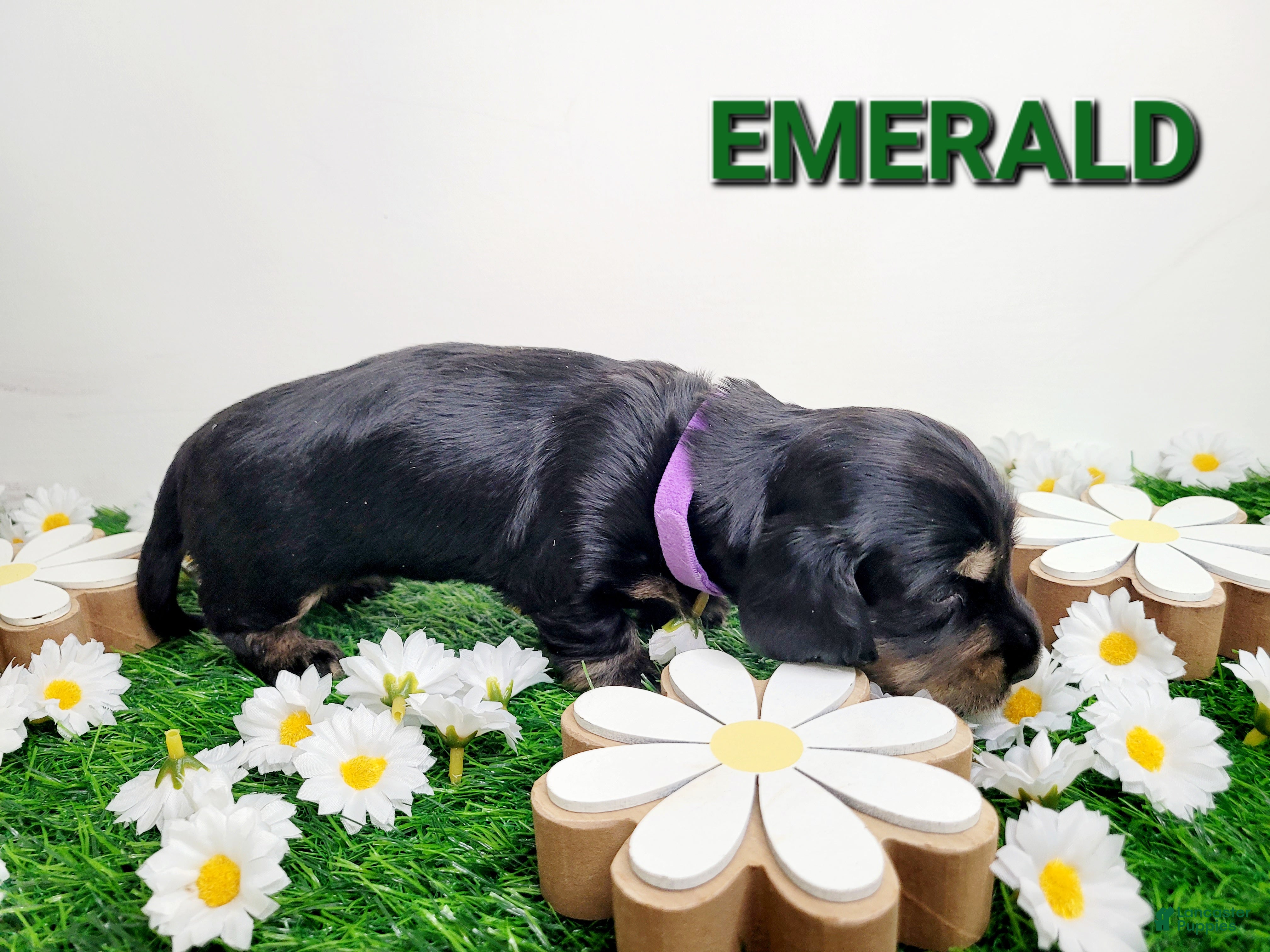 Miniature Dachshund dogs Emerald - Ad 6