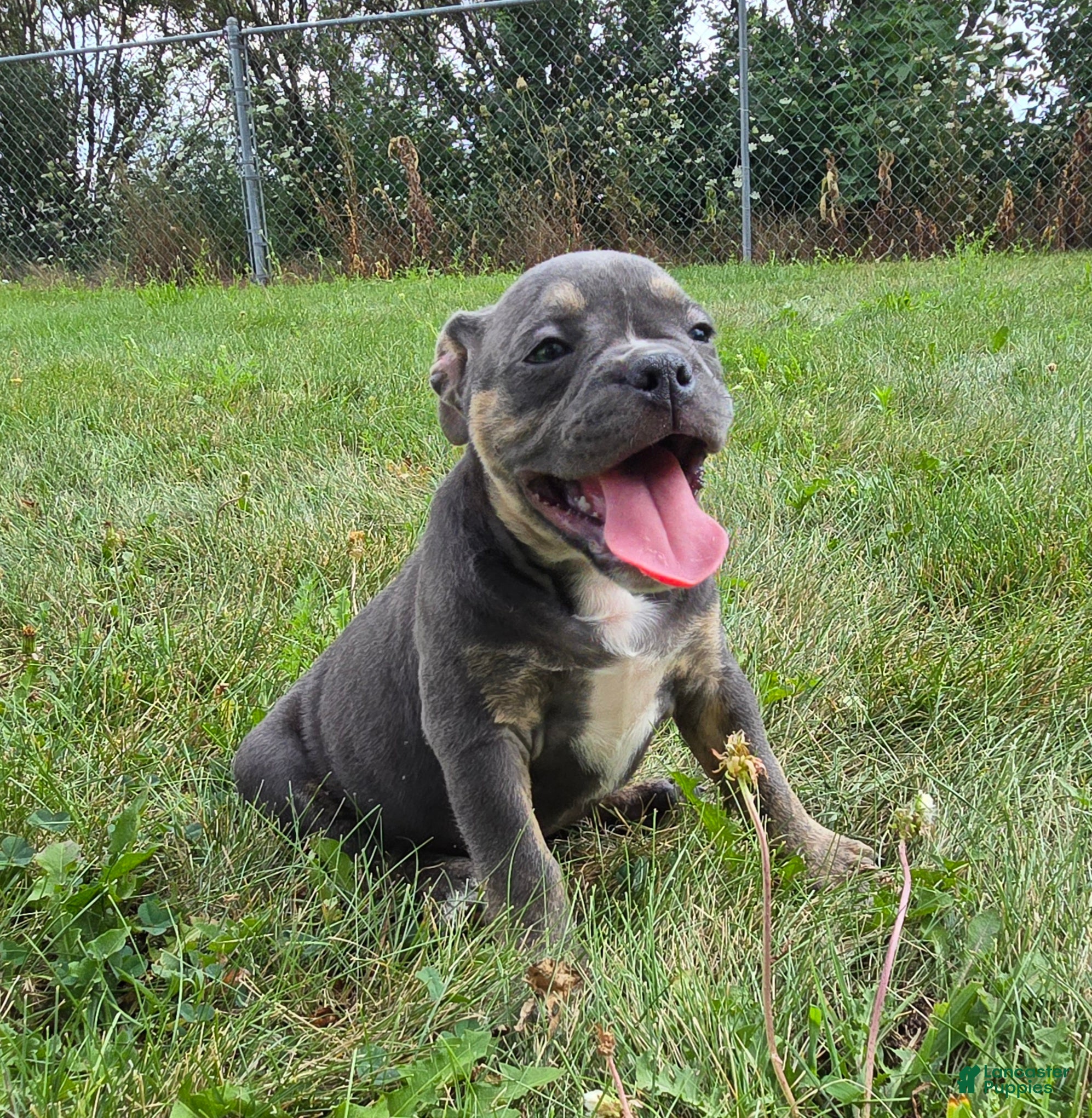 Olde English Bulldogge dogs Ryder - Ad 2