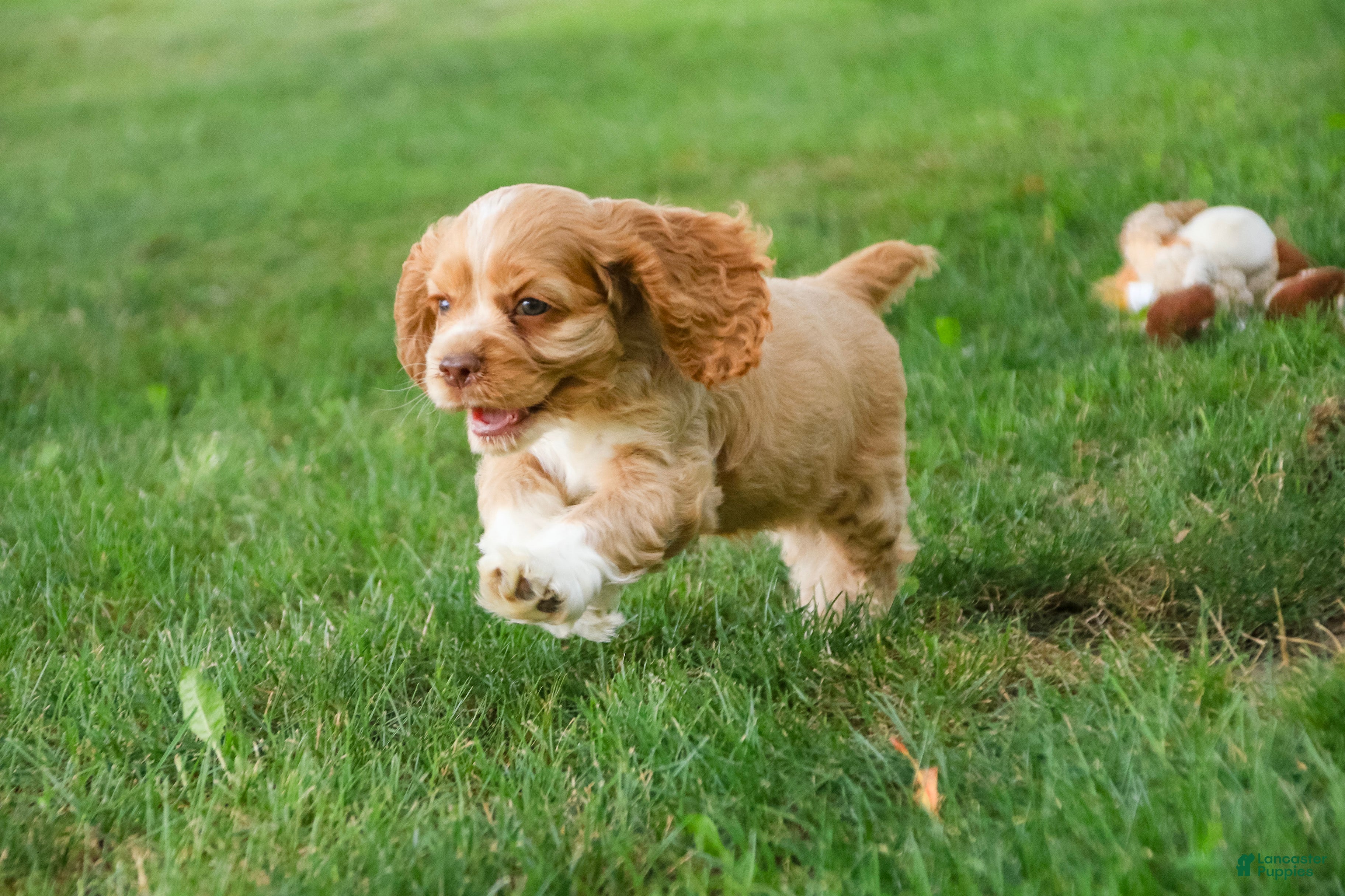 Cocker Spaniel dogs Atlas Cocker Spaniel  - Ad 2