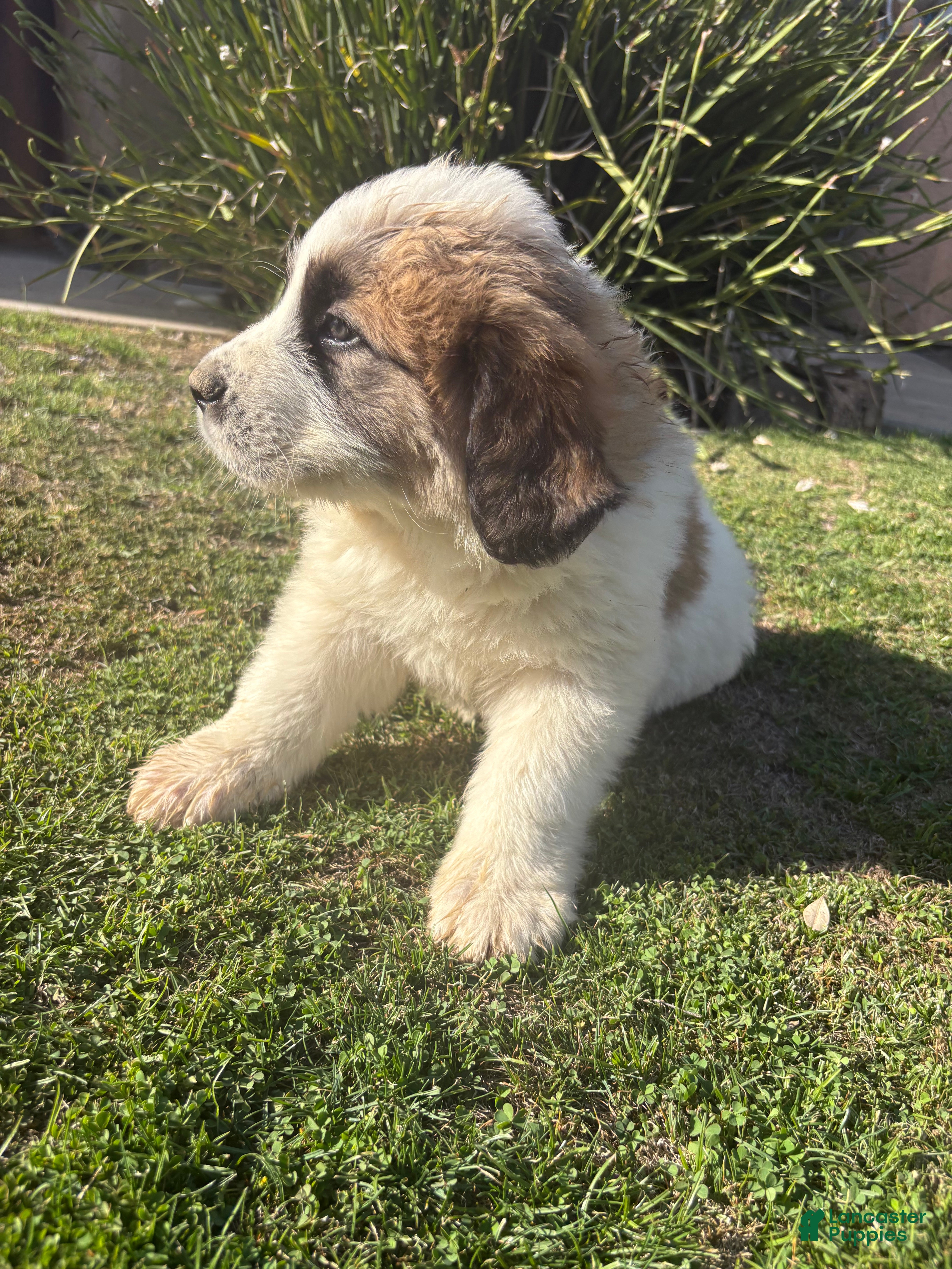 Mixed Breed dogs Mixed Breed Puppy 5 - Ad 32