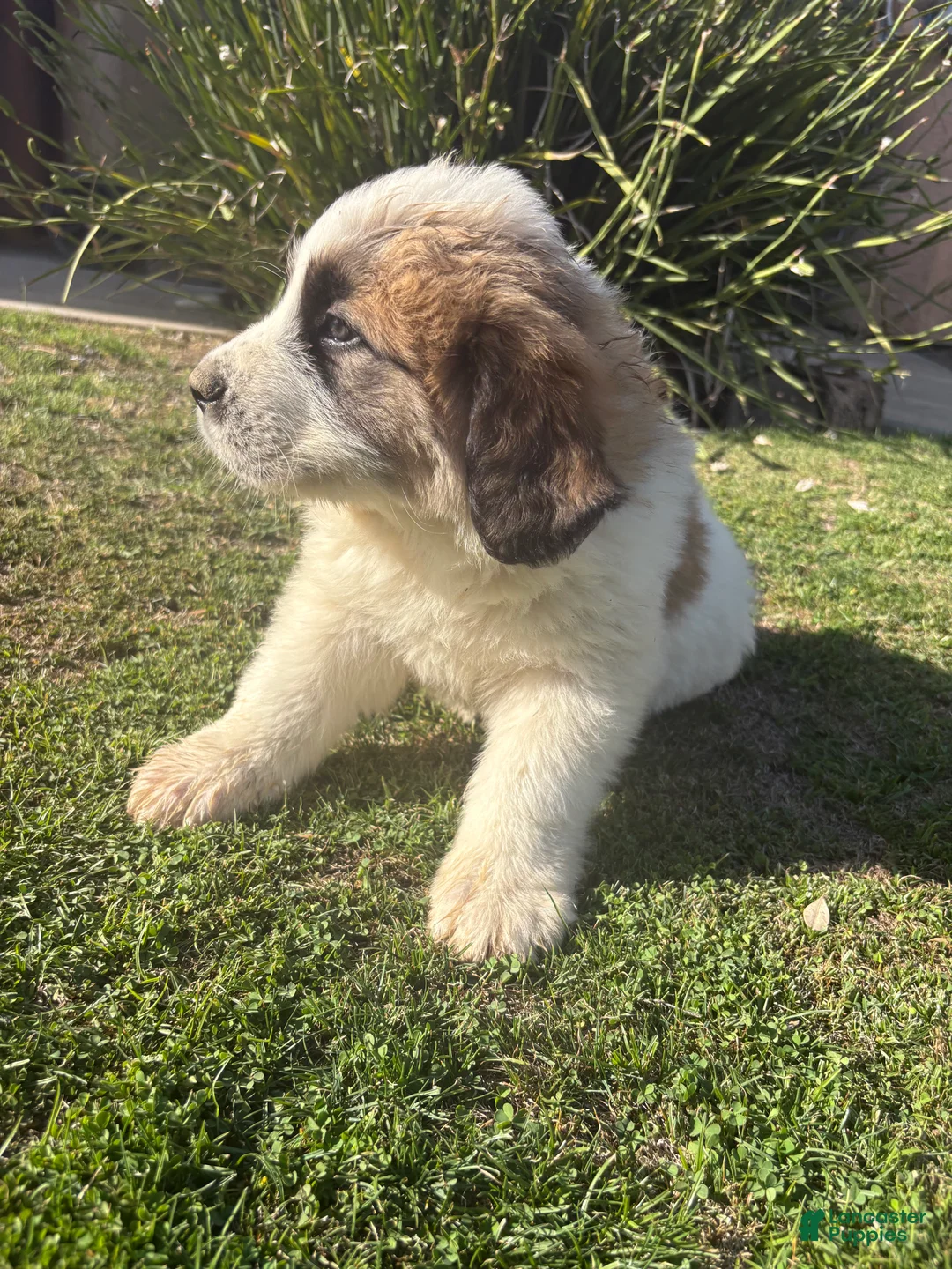 Mixed Breed dogs for sale: Mixed Breed Puppy 5 - Ad 1