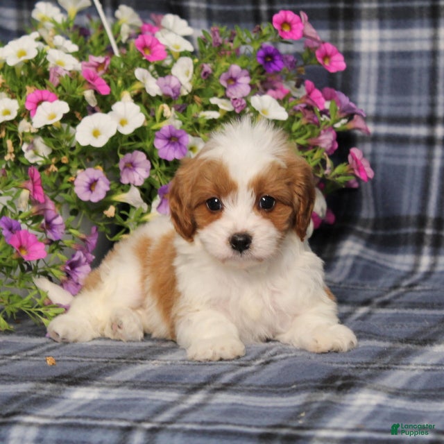 Cavapoo dogs BJ's Willow - Ad 1