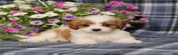Cavapoo dogs for sale: BJ's Willow - Ad 1