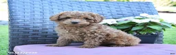 Miniature Poodle dogs for sale: Hank - Ad 2