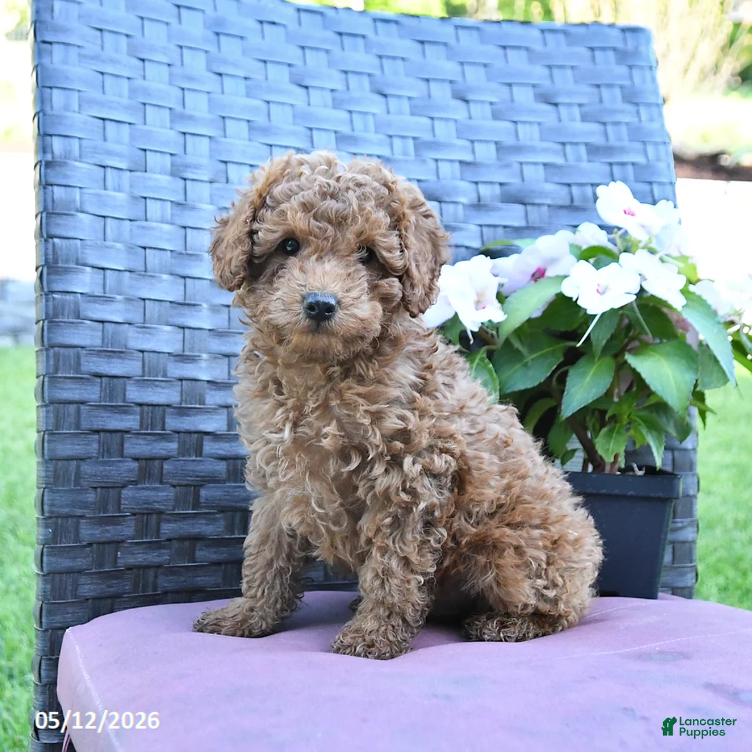 Miniature Poodle dogs for sale: Hank - Ad 2