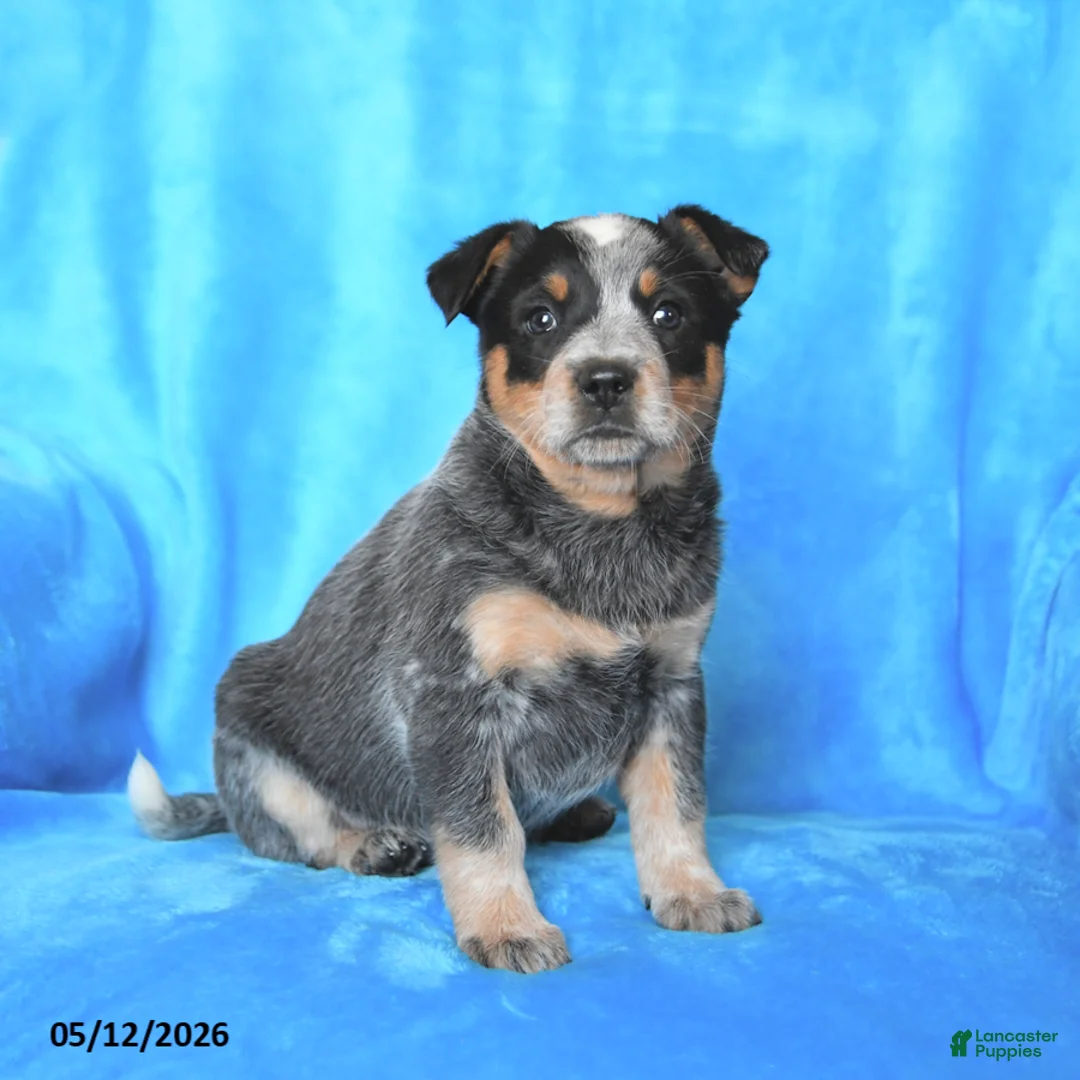 Australian Cattle Dog dogs for sale: Cindy - Ad 1