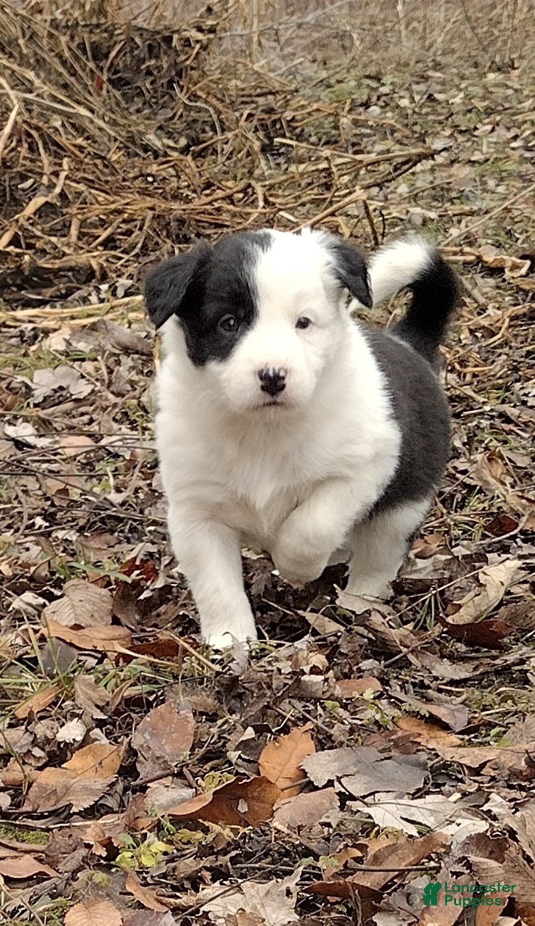 Border Collie dogs for sale: Zoe  - Ad 1