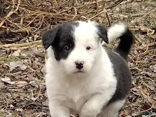 Border Collie dogs Zoe - Ad 29