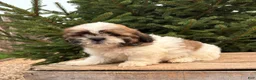 Shih Tzu dogs for sale: Jinx - Ad 4