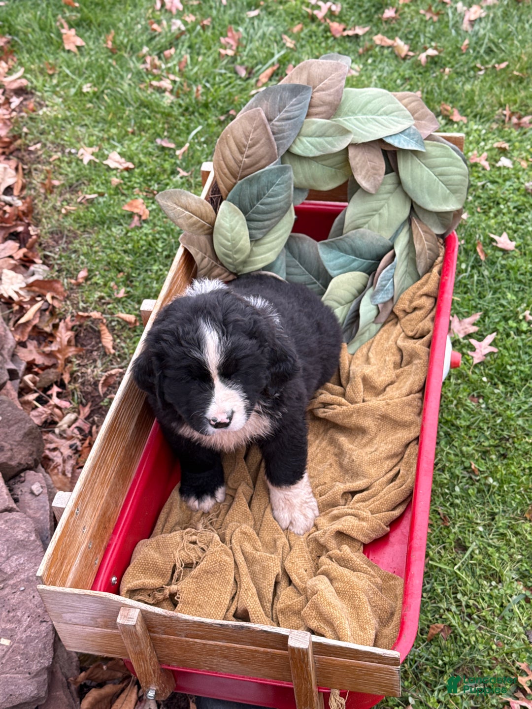 Mixed Breed dogs for sale: Wellington - Ad 11