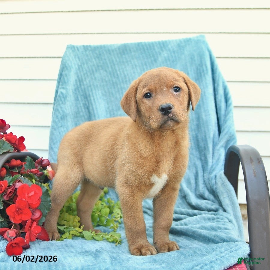 Labrador Retriever dogs for sale: Milo  - Ad 2