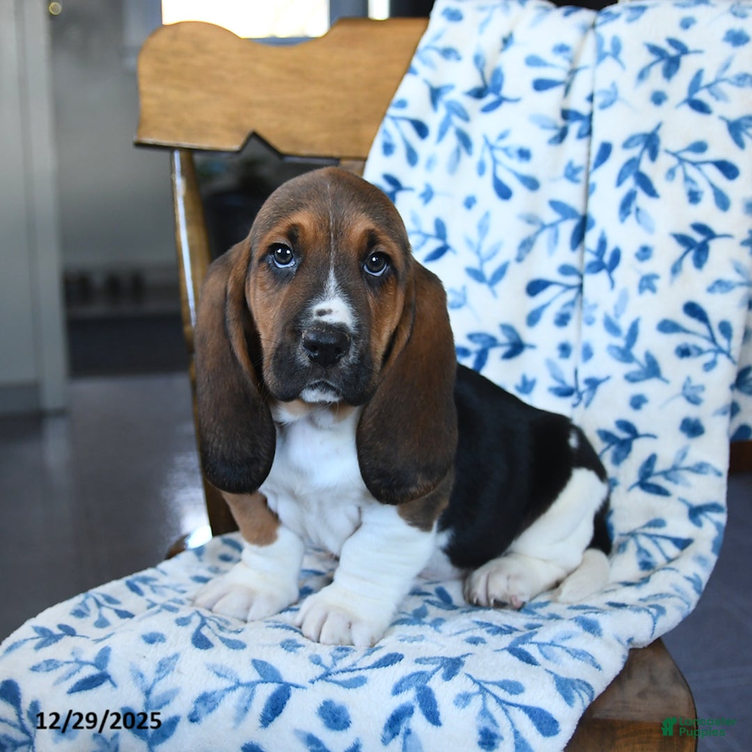 Basset Hound dogs for sale: Duke - Ad 2