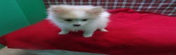 Pomeranian dogs for sale: Foxy - Ad 3