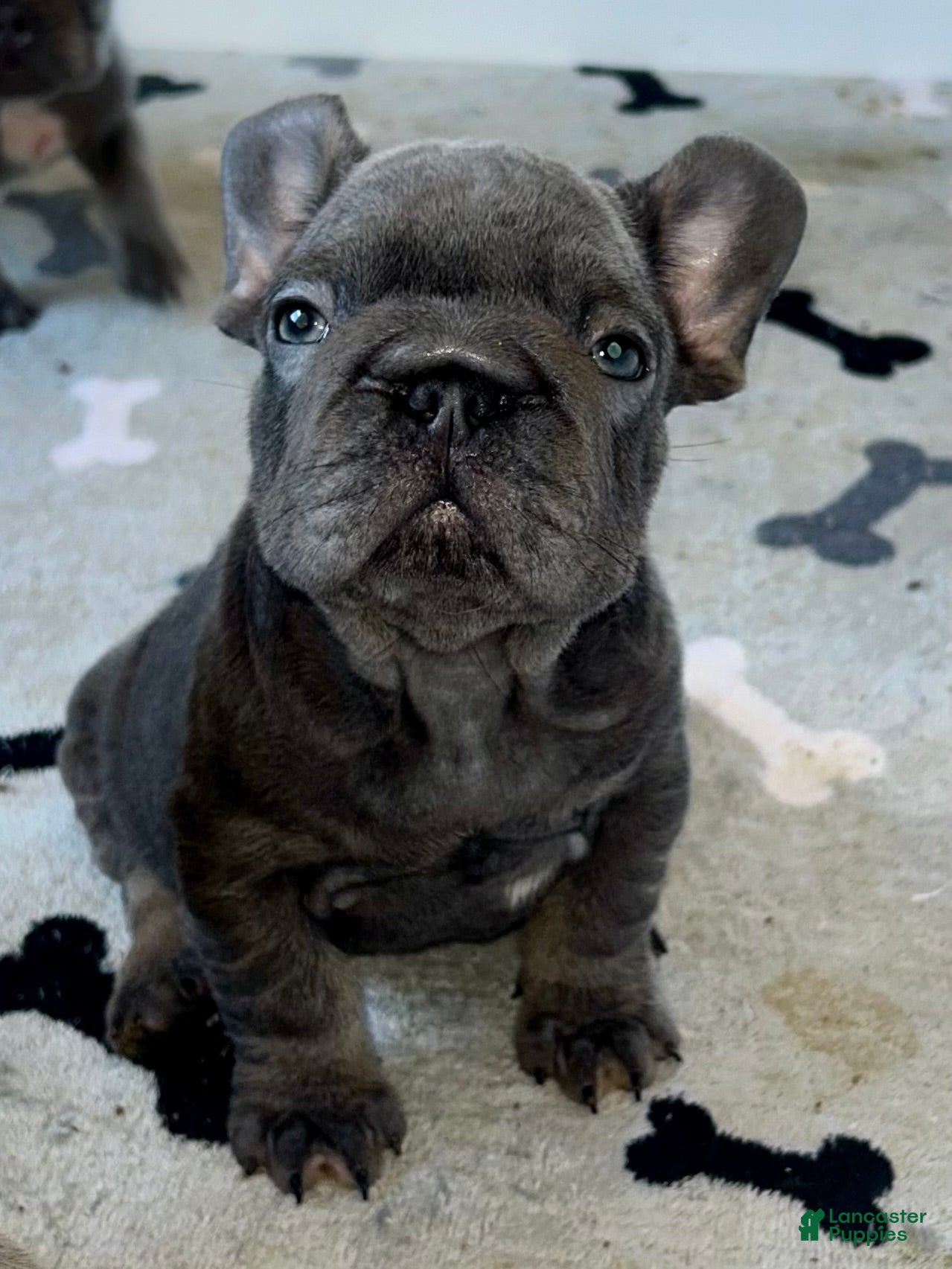 French Bulldog dogs Wilson - Ad 1