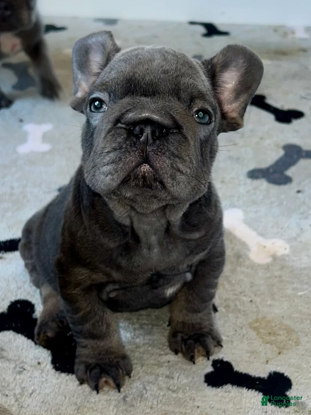 French Bulldog dogs for sale: Big Rope Wilson - Ad 1