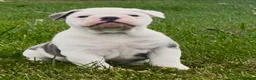 Olde English Bulldogge dogs for sale: Astrid - Ad 3