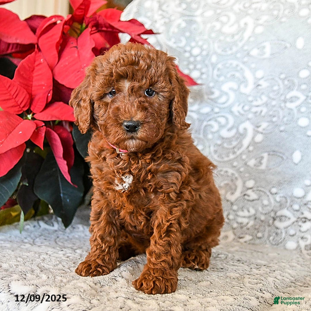 Mini Goldendoodle dogs for sale: Robin - Ad 3