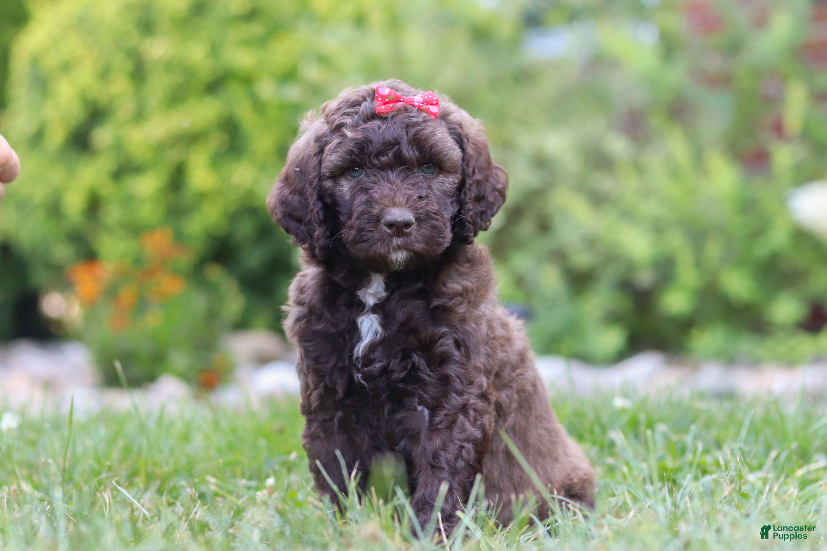 Newfypoo dogs Cherri - Ad 2