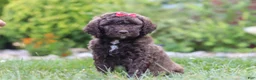 Newfypoo dogs for sale: Cherri - Ad 2